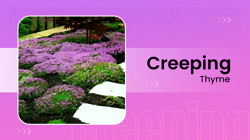 Creeping Thyme