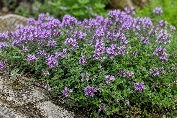 Creeping thyme