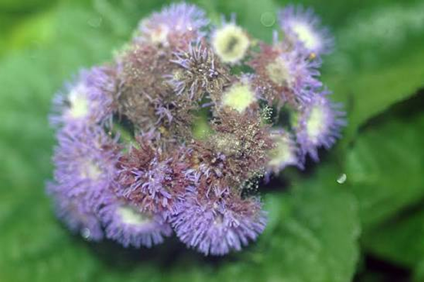 Fungal Disease