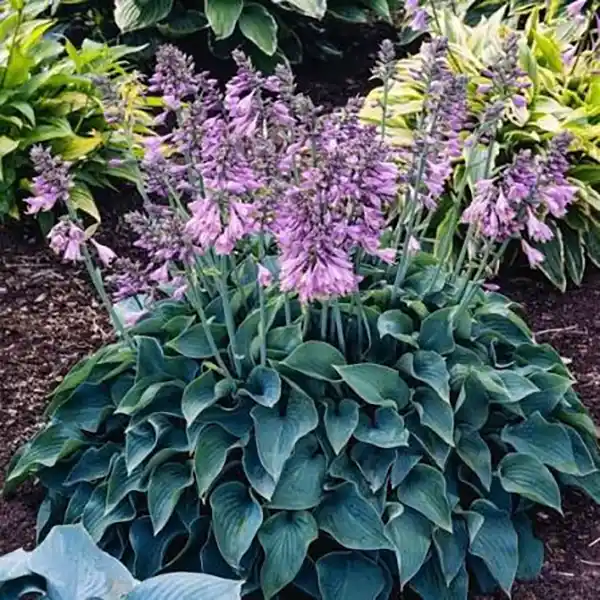 H. x ‘Blue Cadet’
