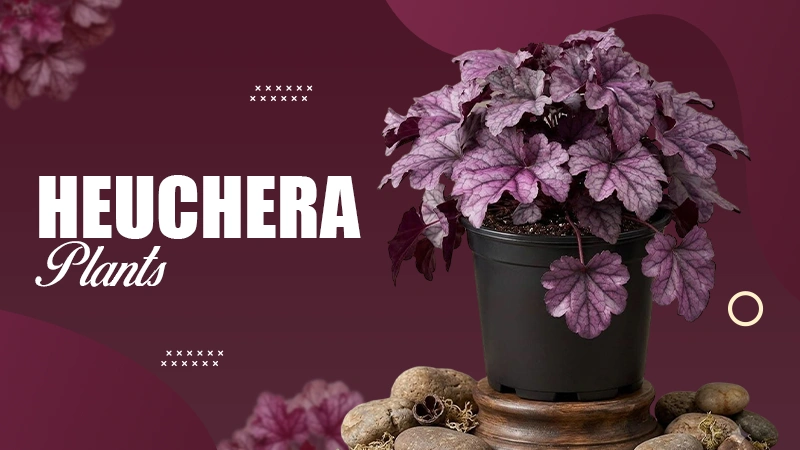 Heuchera Plants