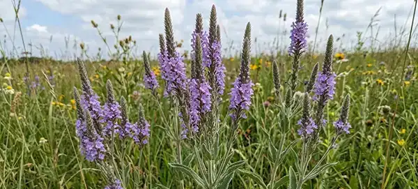 Hoary Verbena
