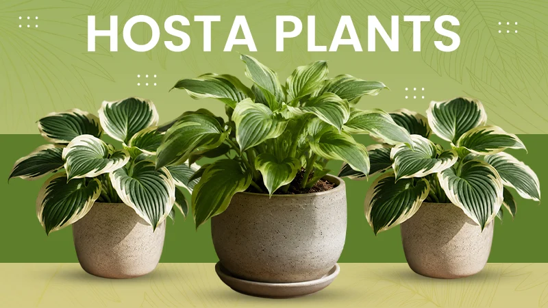 Hosta Plants