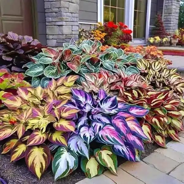Hosta Plants