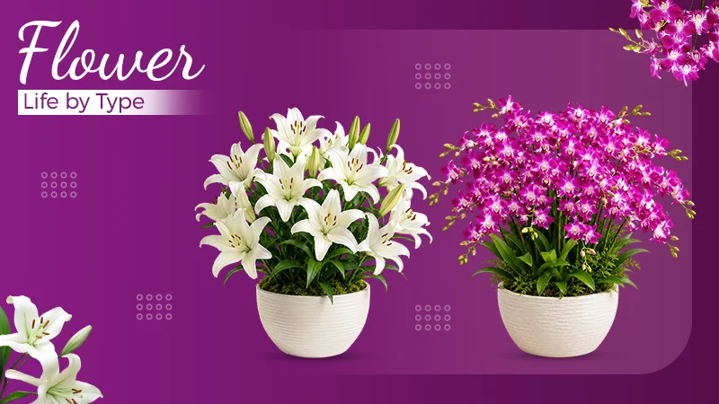 How Long Flowers Last