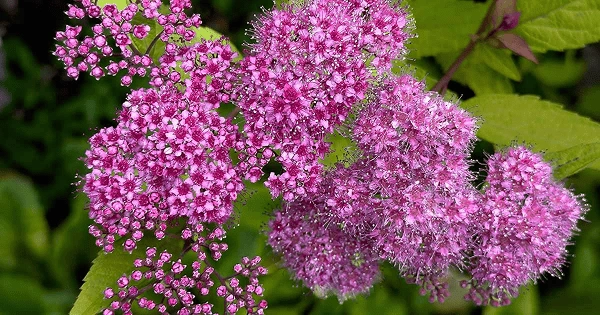 Japanese spirea