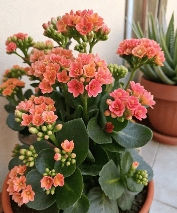 Kalanchoe flower