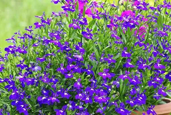 Lobelia Flower
