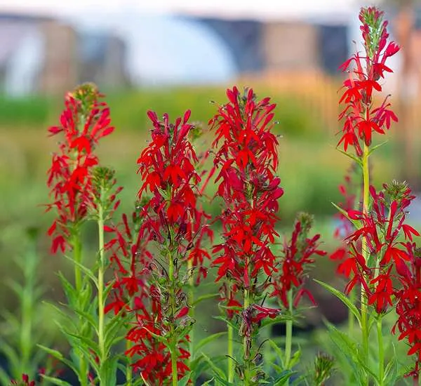 Lobelia cardinalis