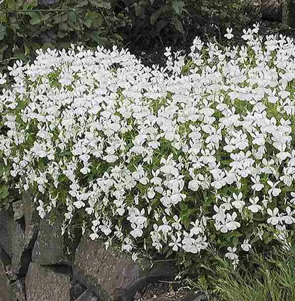 Lobelia erinus ‘Alba’