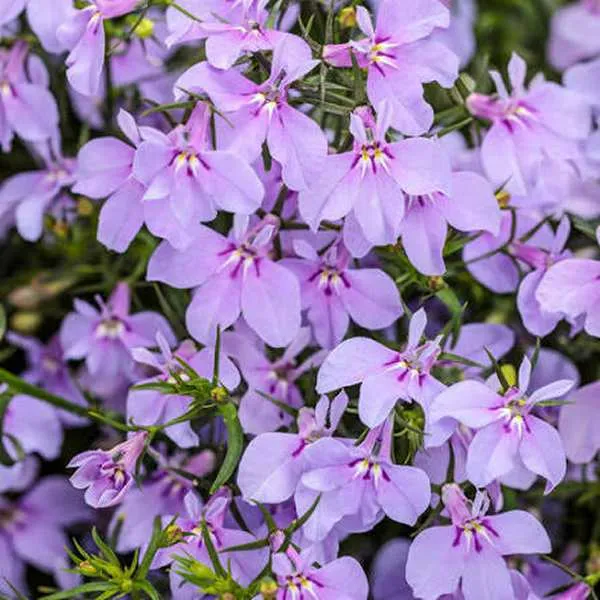 Lobelia erinus ‘Lilac Fountain’