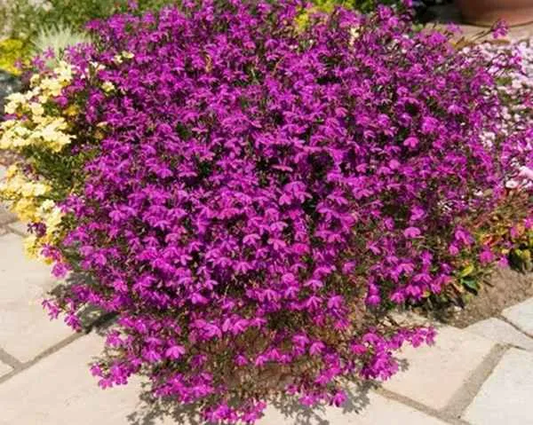 Lobelia erinus ‘Rosamund’