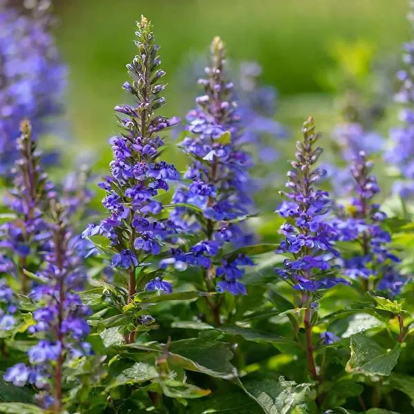 Lobelia siphilitica