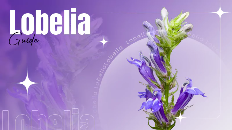 Lobelia