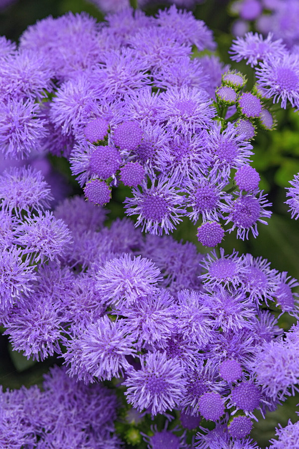 Monarch Magic
