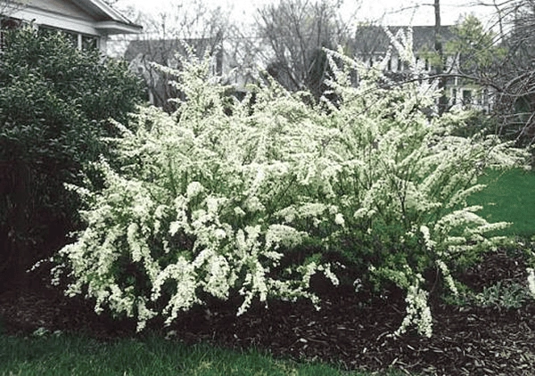 Nippon spirea (Spiraea nipponica)
