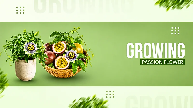 Passion Flowers Taxonomy, Passion Fruit Nutritional Value, How to Grow and Ideal Care Tips copy