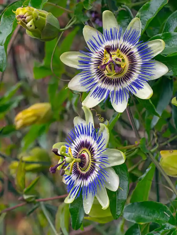 Passion Plant 