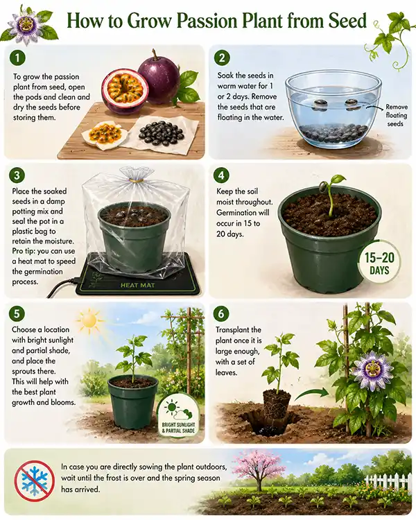 Passion Vine Growing Steps 