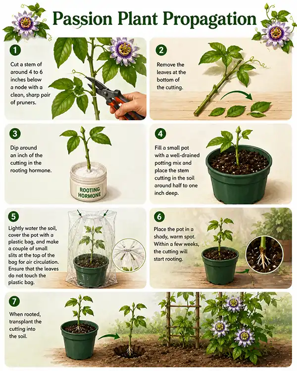 Passion Vine Propagating Using Stem Cutting Steps