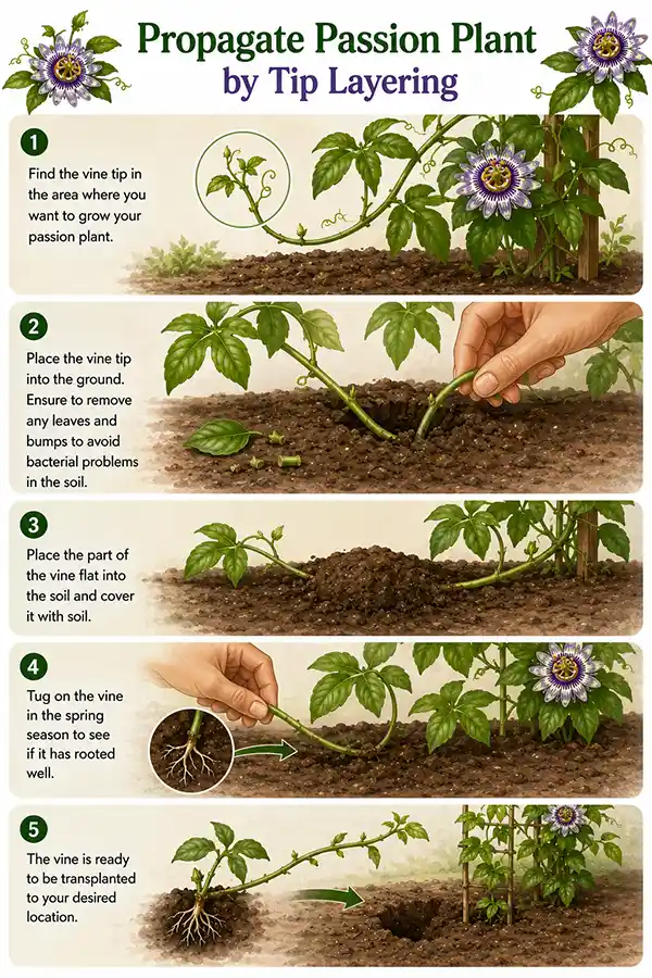 Passion Vine Propagating Using Tip Layering Stepss