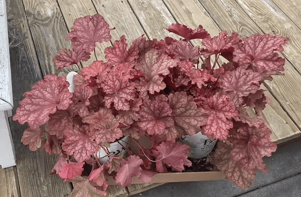 Peachberry Ice Coral Bells