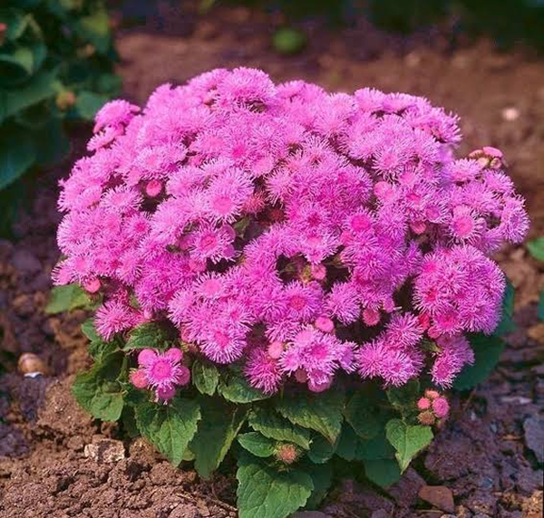 Pink Puffs