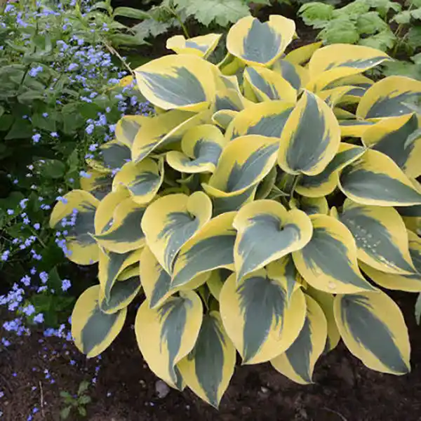 Shadowland ‘Autumn Frost’