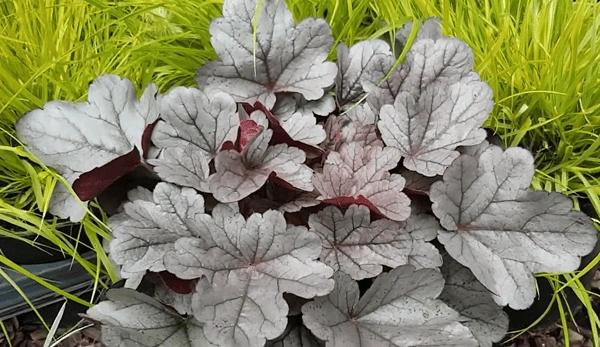 Silver Gumdrop Coral Bells