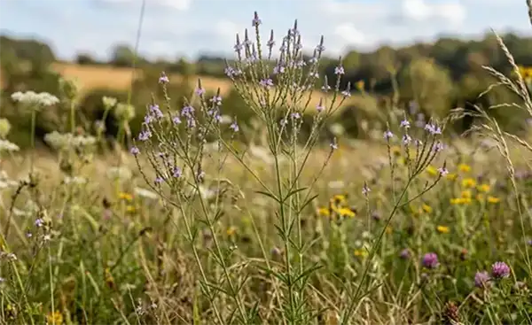 Slender Vervain