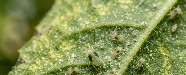 Spider Mites