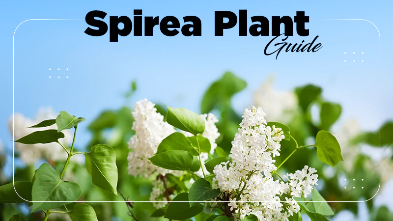 Spirea Plant Guide
