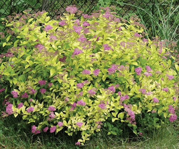 Spirea Plant