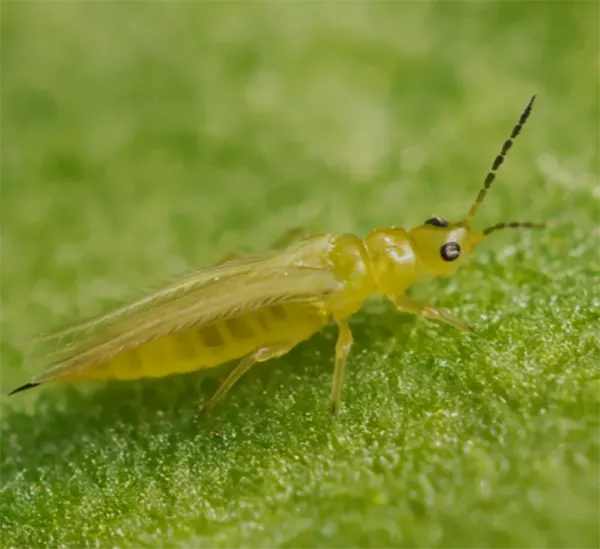 Thrips