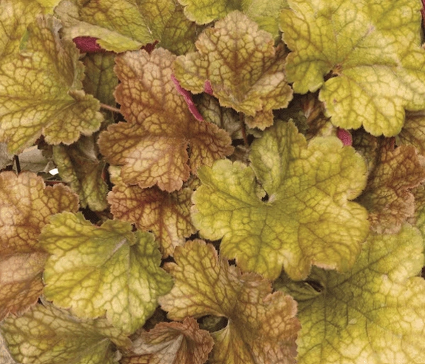 Toffee Tart Coral Bells
