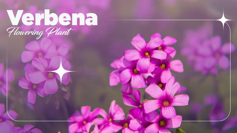 Verbena Flowering Plant