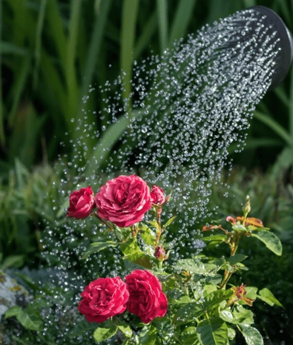 Watering