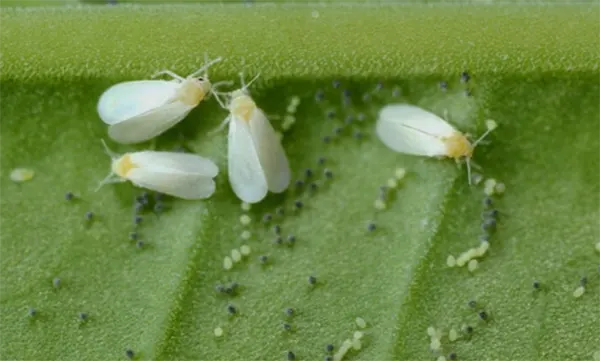 Whiteflies