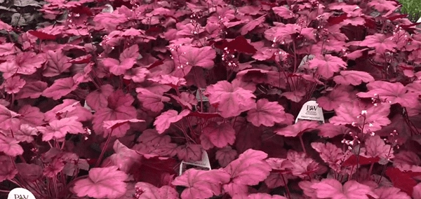 Wild Rose Coral Bells