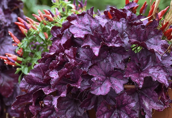 Wildberry Coral Bells