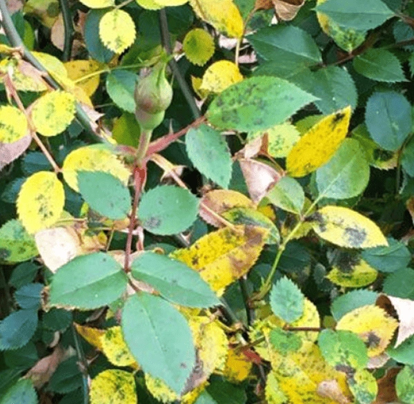 Yellow spots
