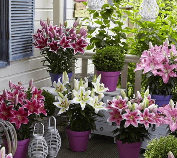 colourful flowers