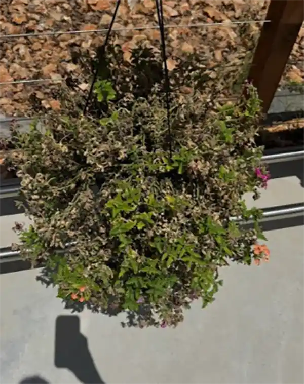 flower dying
