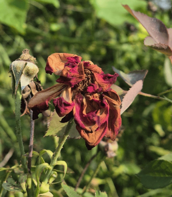 flower wilt