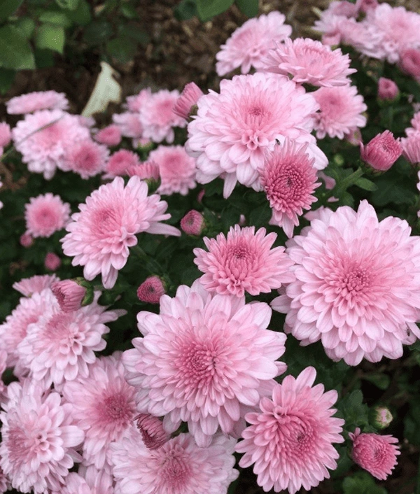 pink and white
