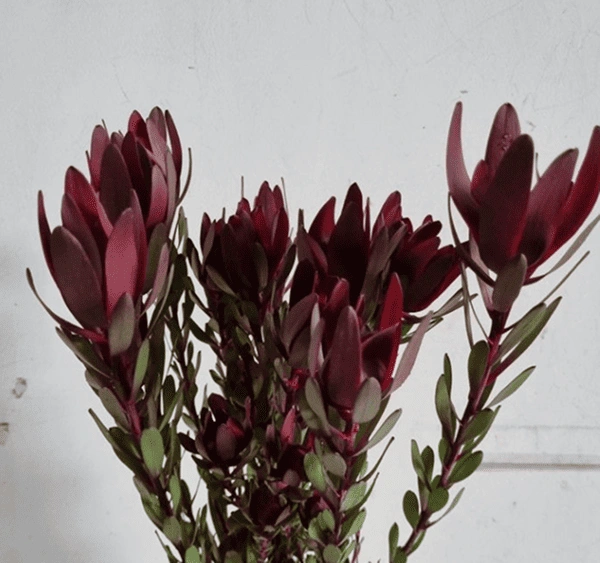 red in colour