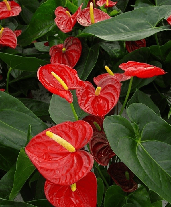 red leaf