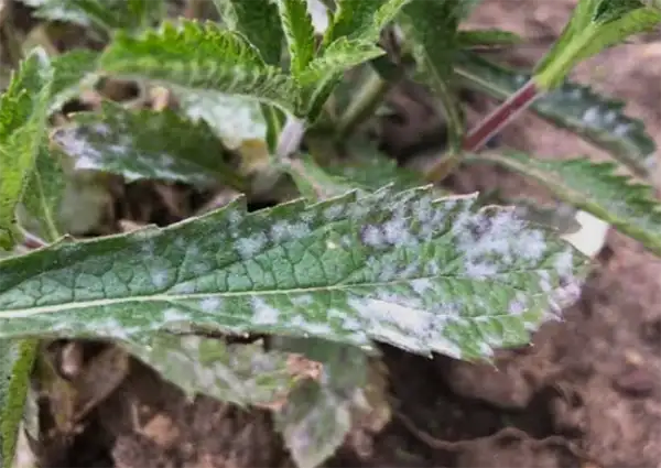 white spots on leaves