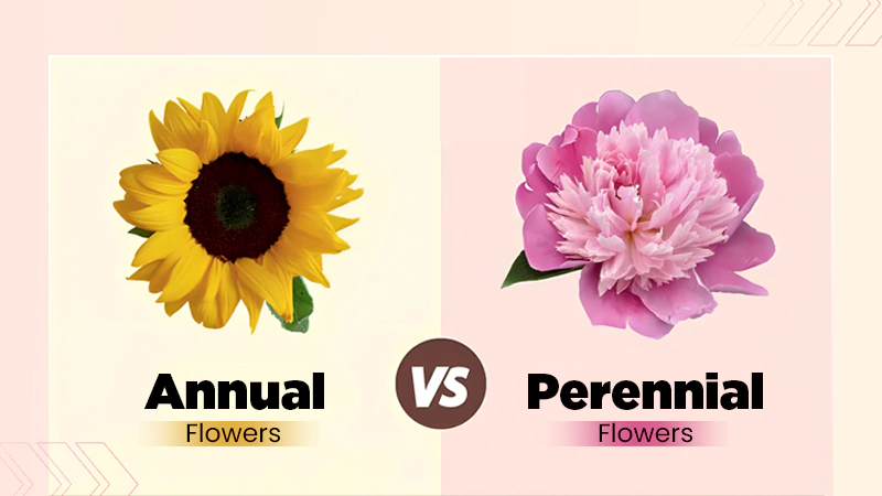 Annual Vs. Perennial Flowers