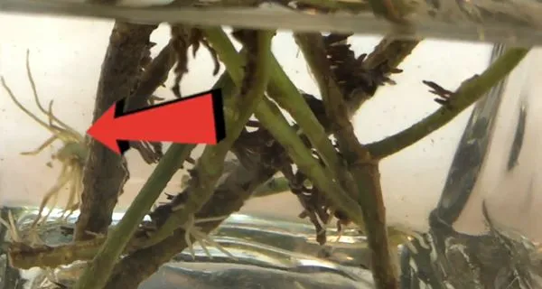 Checking in on new roots
